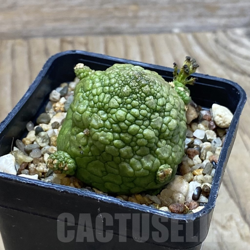 SH13230 Pseudolithos migiurtinus - Image 2