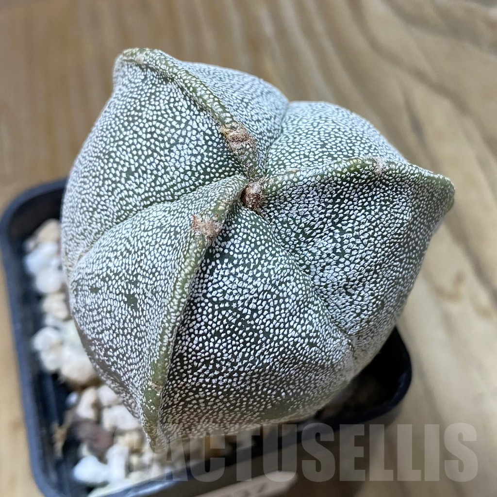 SH13237 Astrophytum myriostigma v. tricostatum