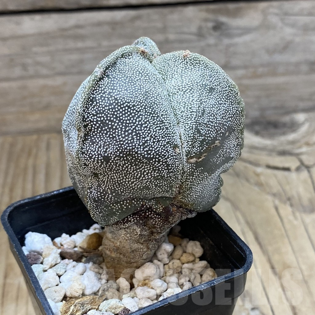 SH13237 Astrophytum myriostigma v. tricostatum - Image 2