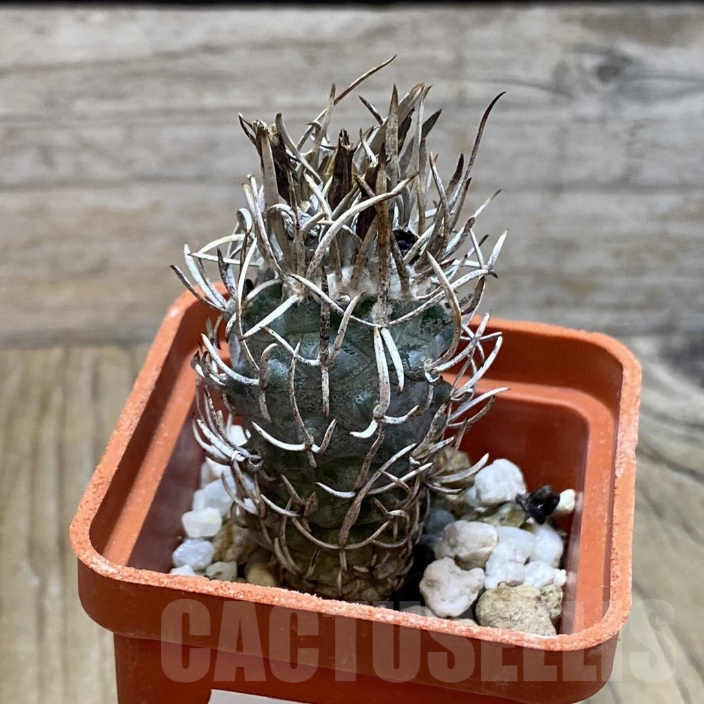 SH13245 Turbinicarpus flaviflorus, old 8 years - Image 2