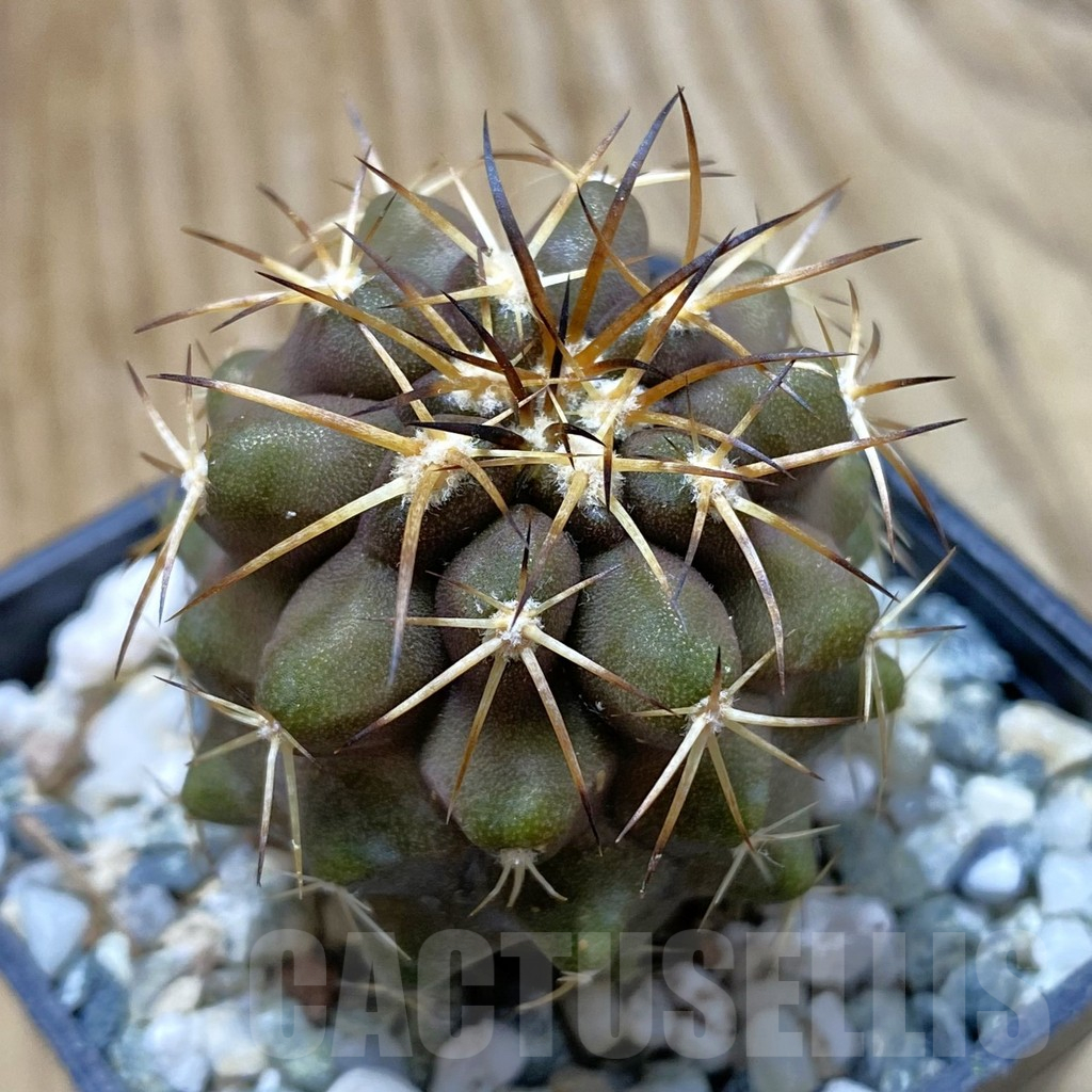 SH13248 Copiapoa marginata