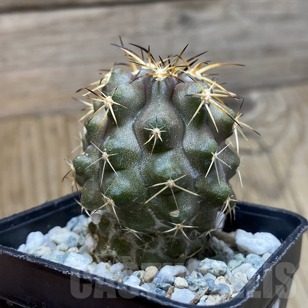 SH13248 Copiapoa marginata - Image 2