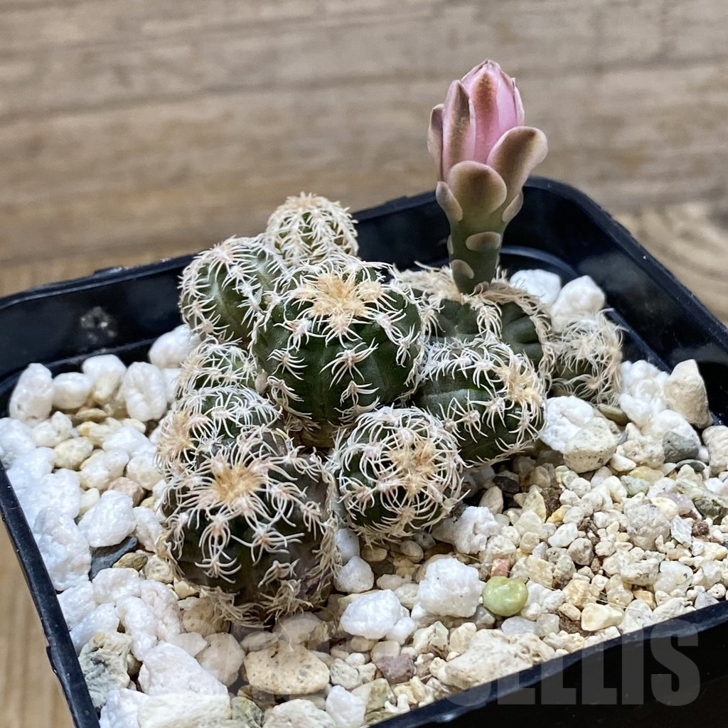 SH13252 Gymnocalycium bruchii v. glaucum - Image 2