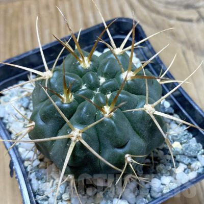 SH13254 Gymnocalycium gibbosum f. JPR 26/65 -Boscadela Travesia-
