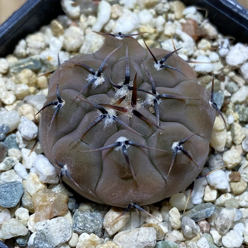SH13258 Gymnocalycium esperanzae VG 1306