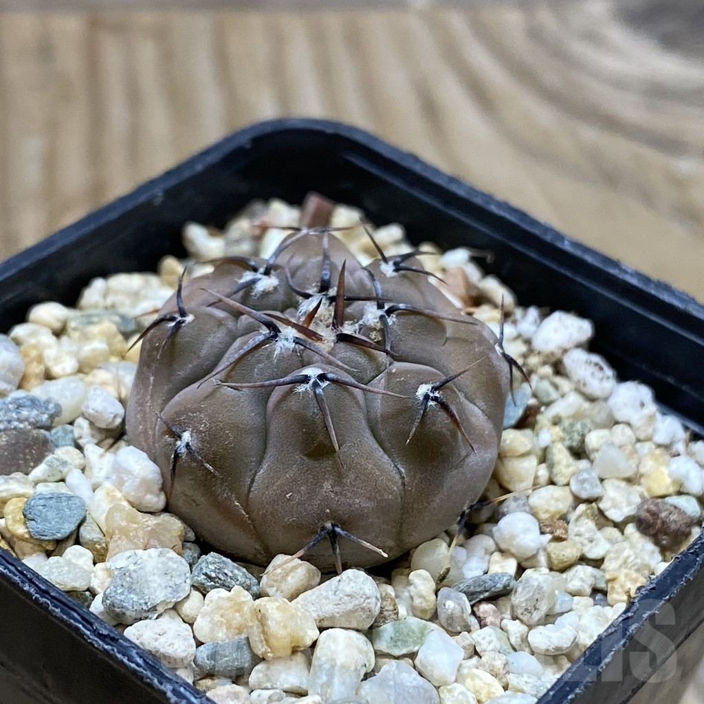 SH13258 Gymnocalycium esperanzae VG 1306 - Image 2