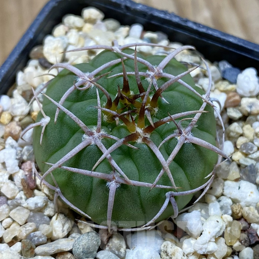 SH13262 Gymnocalycium ferocior VG 512