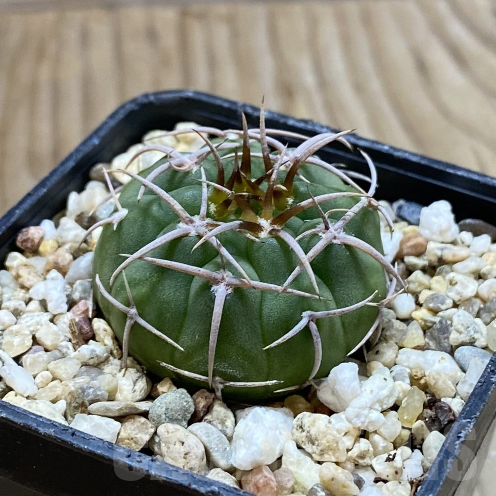 SH13262 Gymnocalycium ferocior VG 512 - Image 2