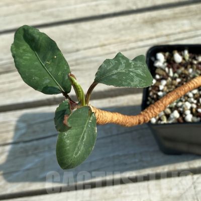SH13199 Euphorbia cremersii 'Red Tuber'