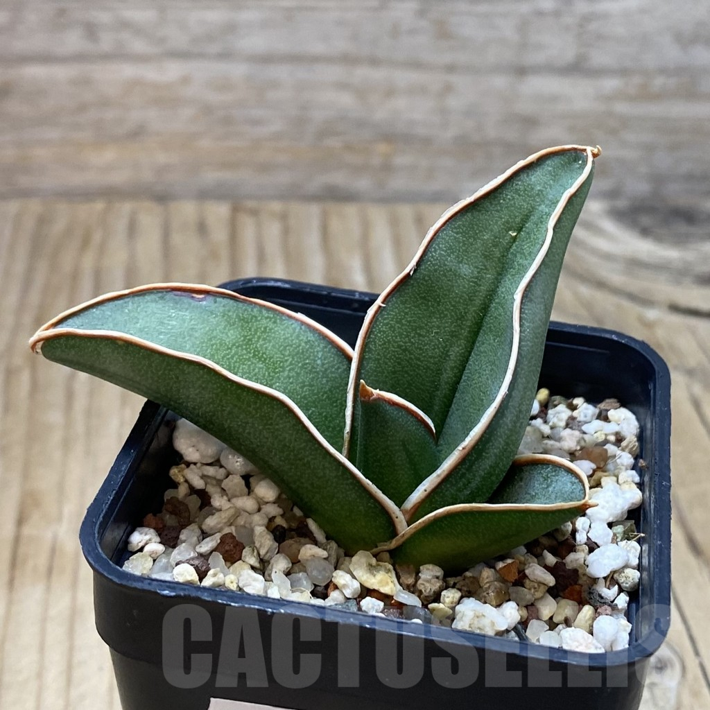 SH13223 Sansevieria ‘Samurai’ - Image 2