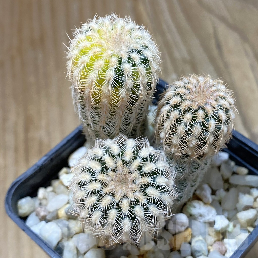 SH13502 Gymnocalycium bruchii v. pawlovskyi VG 545 f. variegata