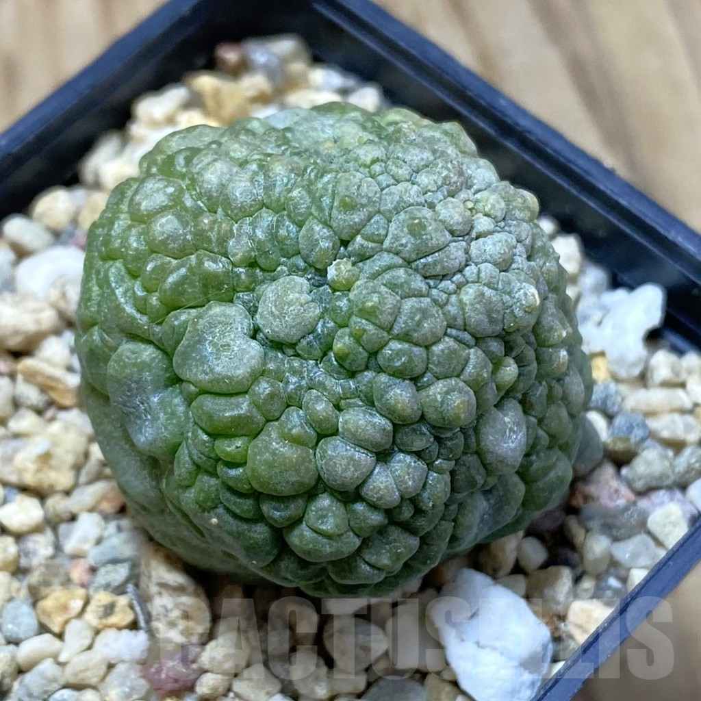 SH13505 Pseudolithos migiurtinus