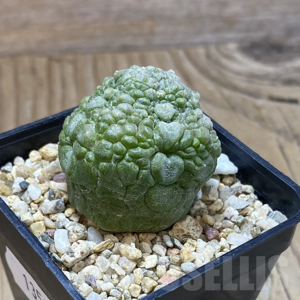 SH13505 Pseudolithos migiurtinus - Image 2