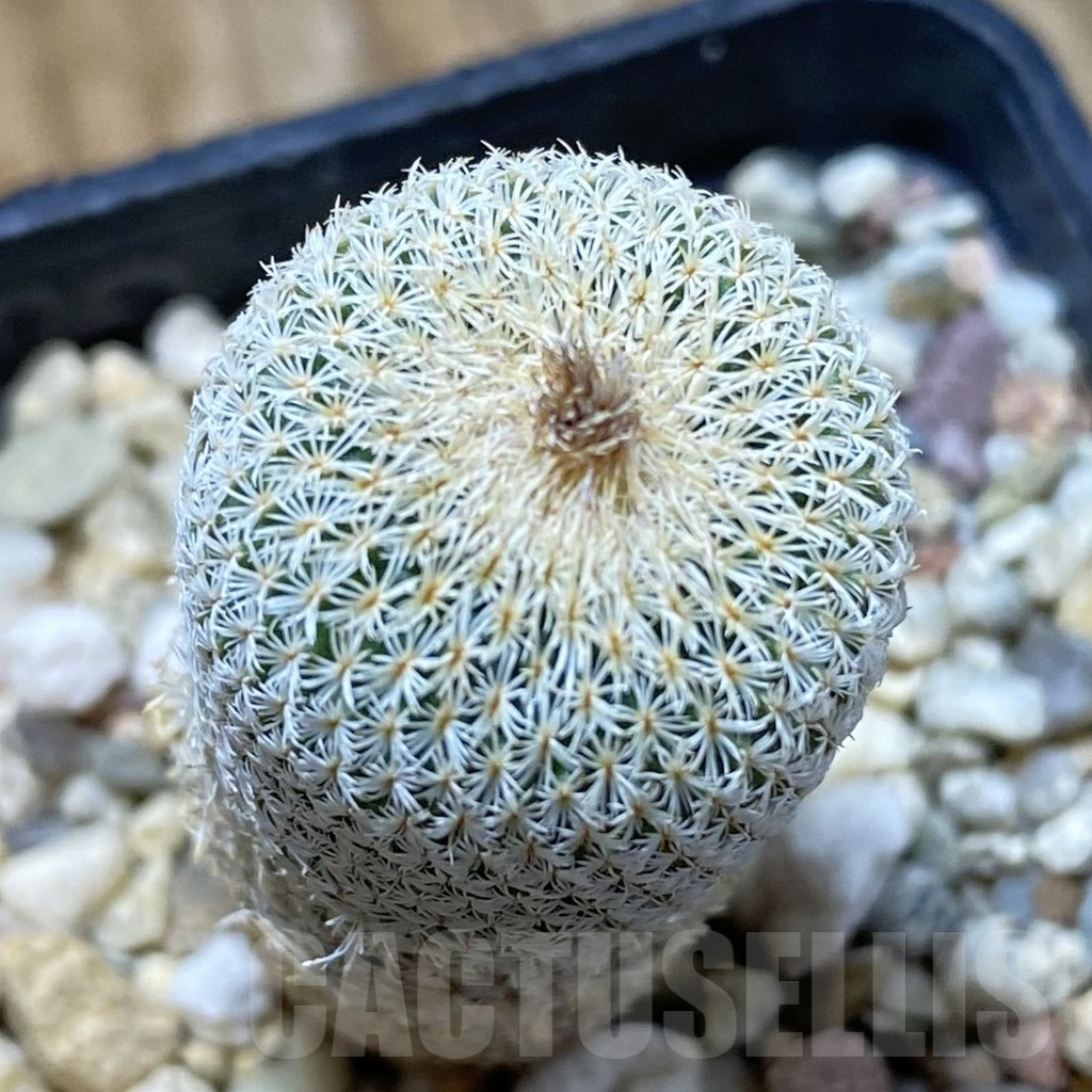 SH13506 Epithelantha micromeris