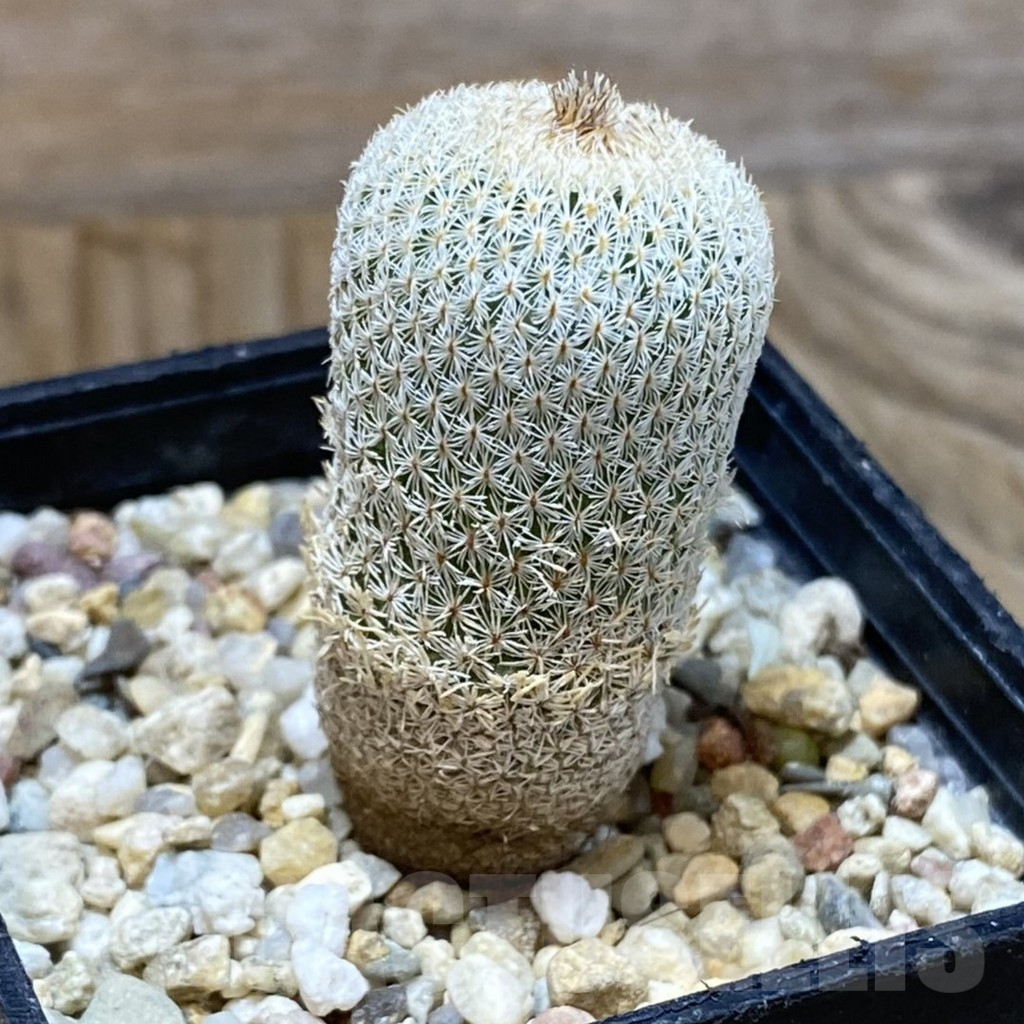 SH13506 Epithelantha micromeris - Image 2