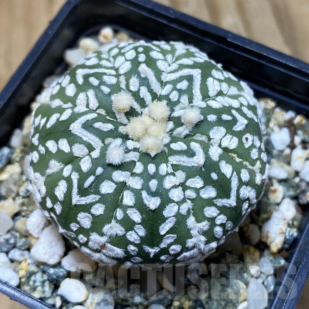 SH13513 Astrophytum asterias 'Super Kabuto' V-type