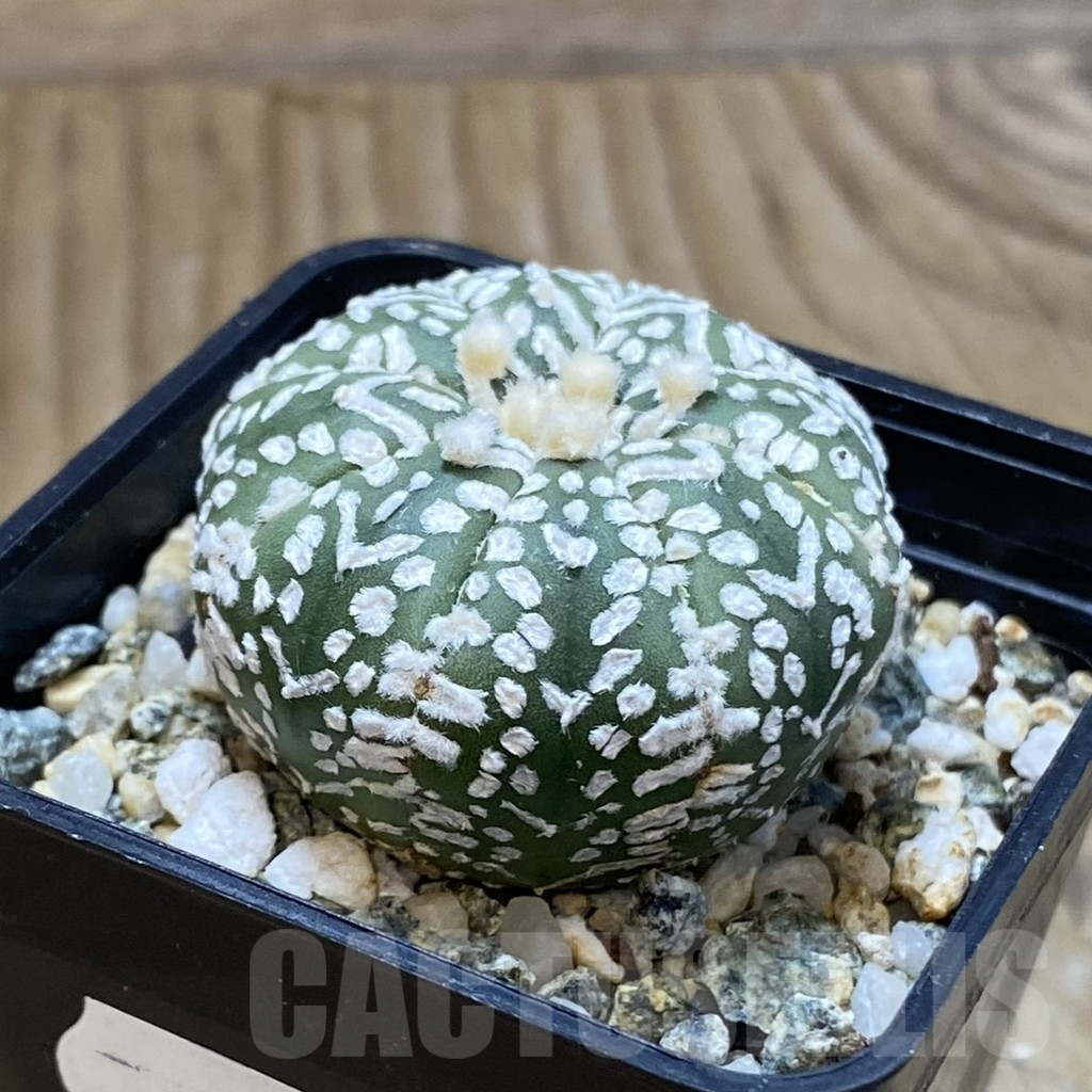 SH13513 Astrophytum asterias 'Super Kabuto' V-type - Image 2