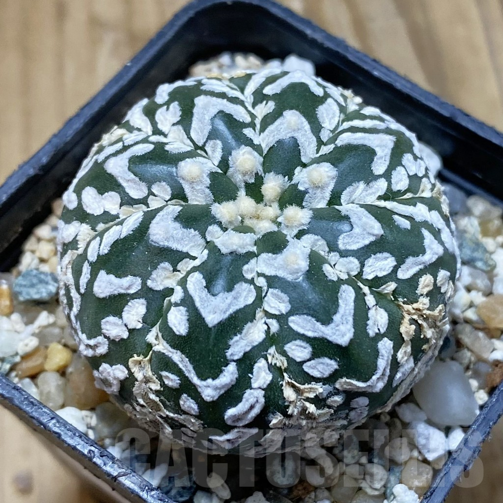SH13517 Astrophytum asterias 'Super Kabuto' V-type