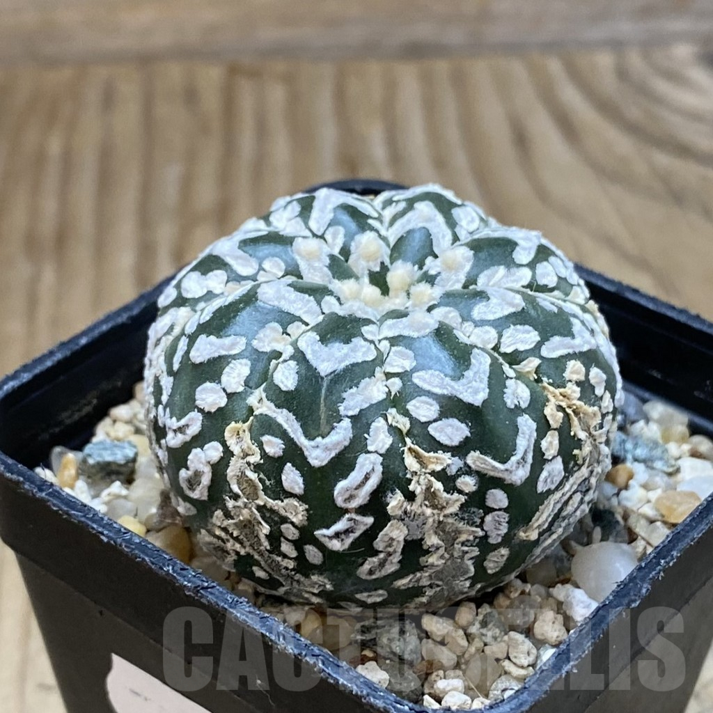 SH13517 Astrophytum asterias 'Super Kabuto' V-type - Image 2