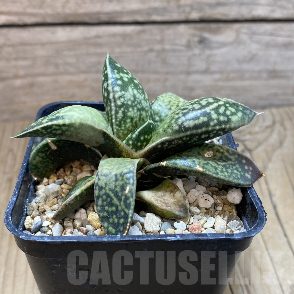 SH13468 Gasterhaworthia 'Rosava' - Image 2