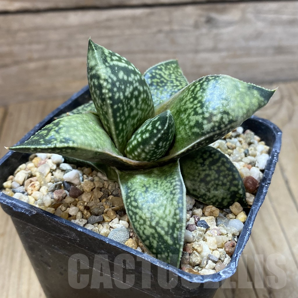 SH13469 Gasterhaworthia 'Rosava' - Image 2