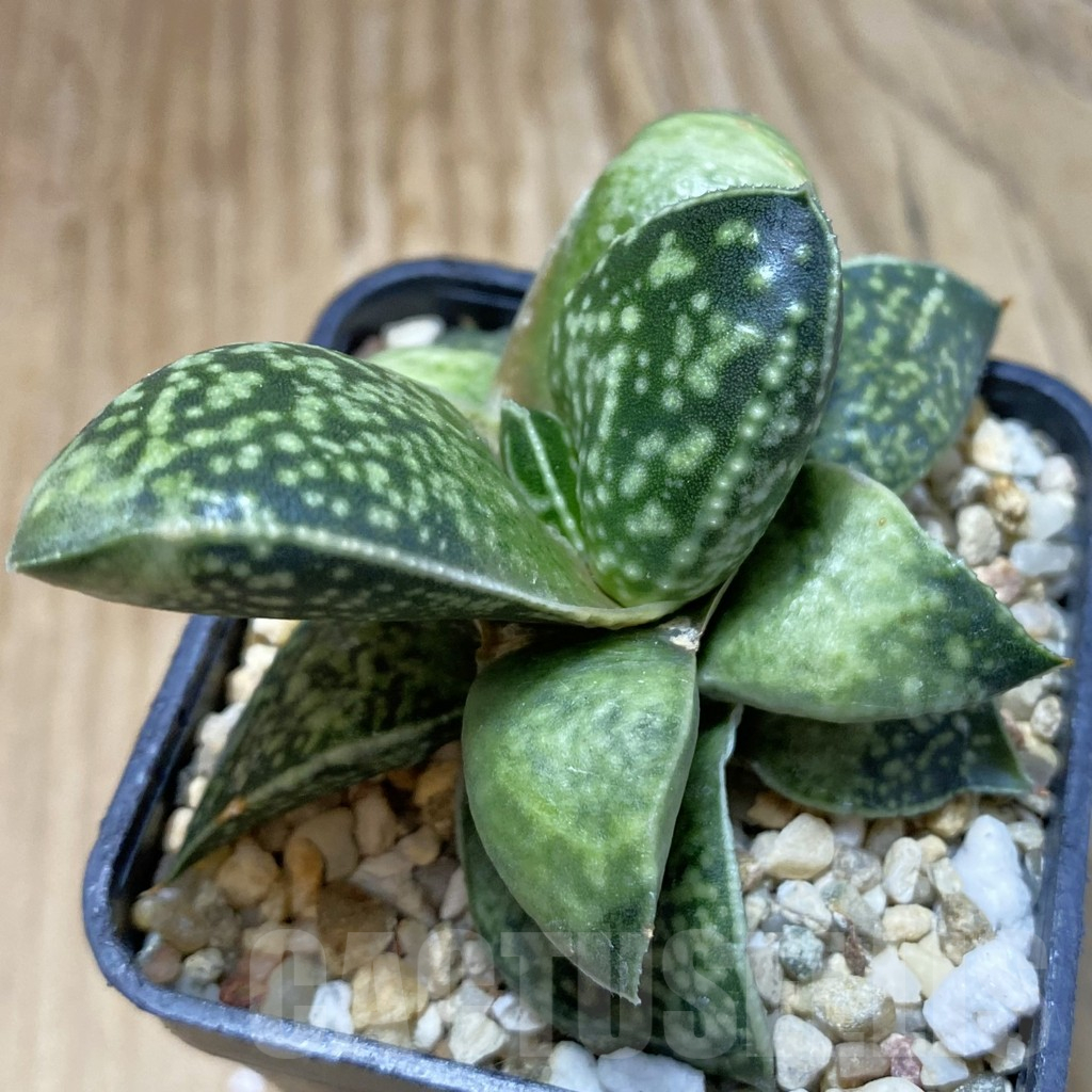 SH13470 Gasterhaworthia 'Rosava'