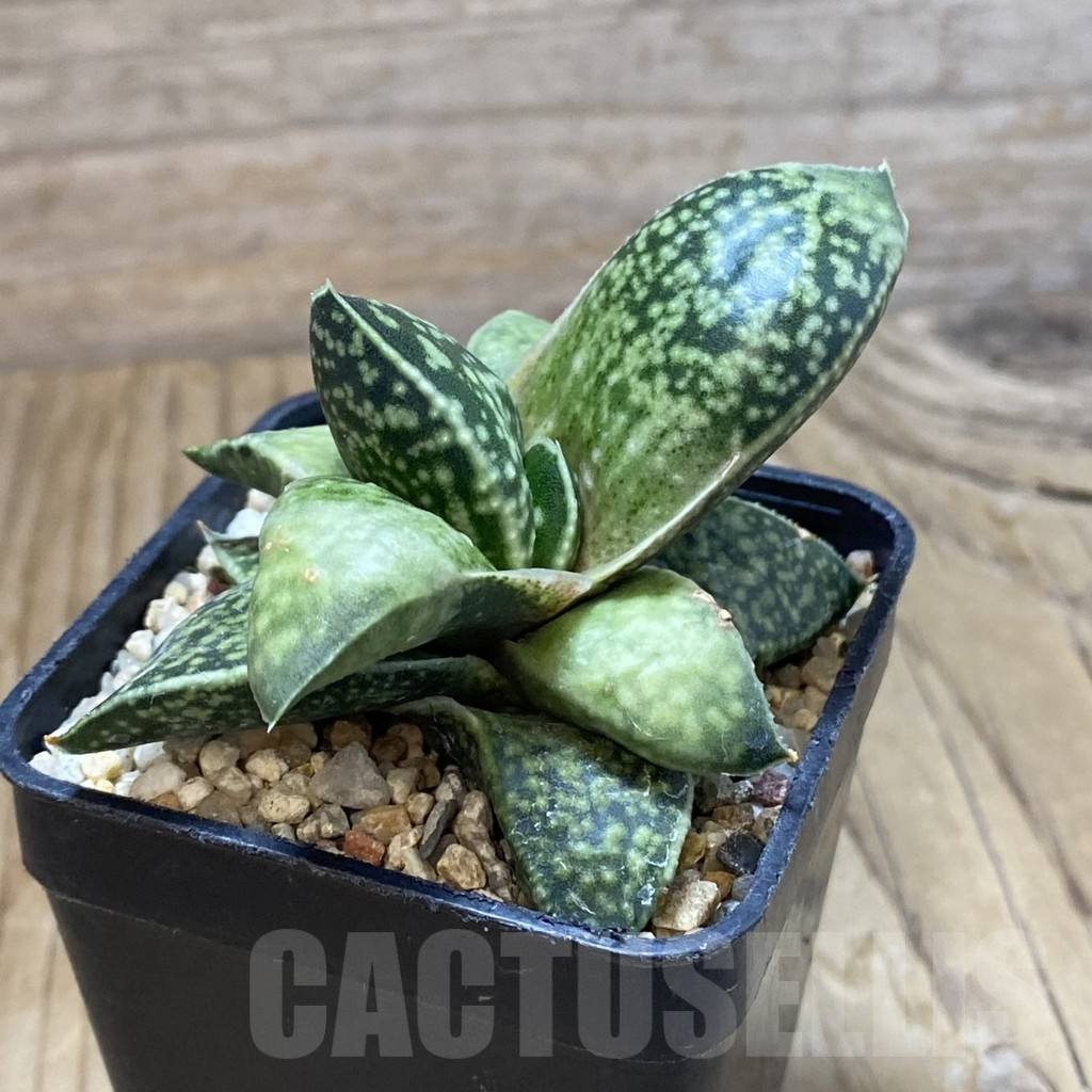 SH13470 Gasterhaworthia 'Rosava' - Image 2
