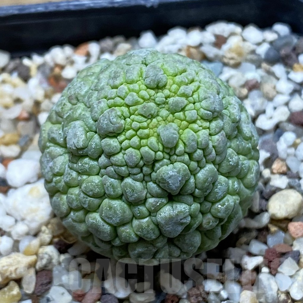 SH13713 Pseudolithos migiurtinus