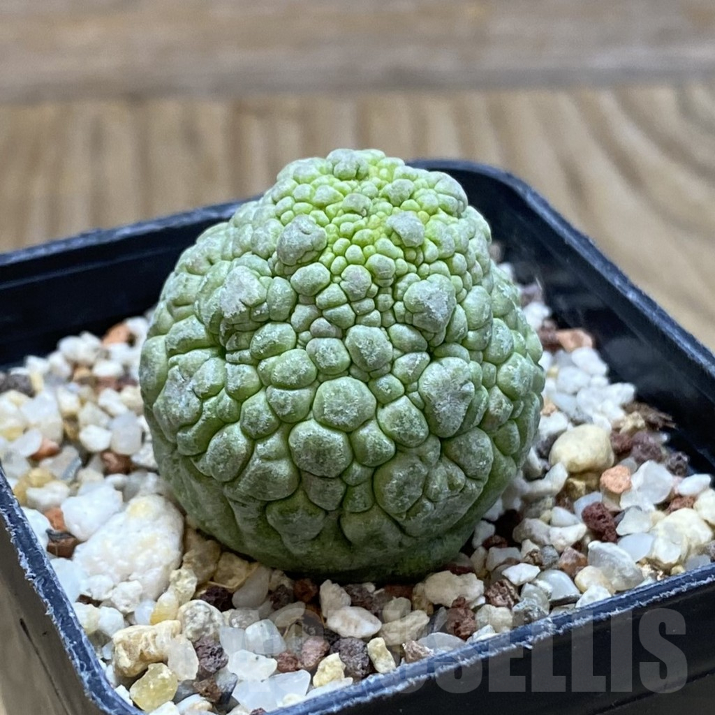 SH13713 Pseudolithos migiurtinus - Image 2