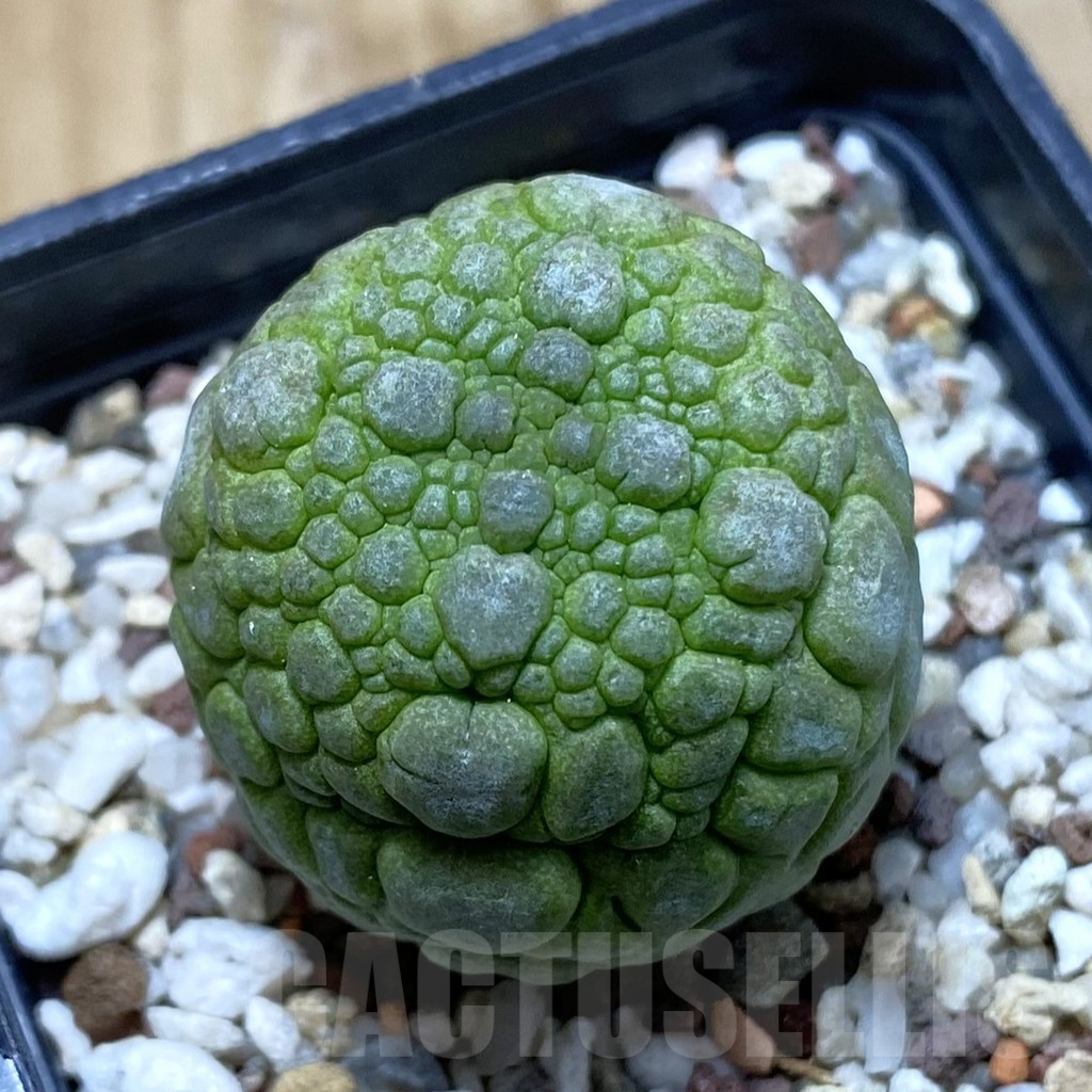 SH13714 Pseudolithos migiurtinus