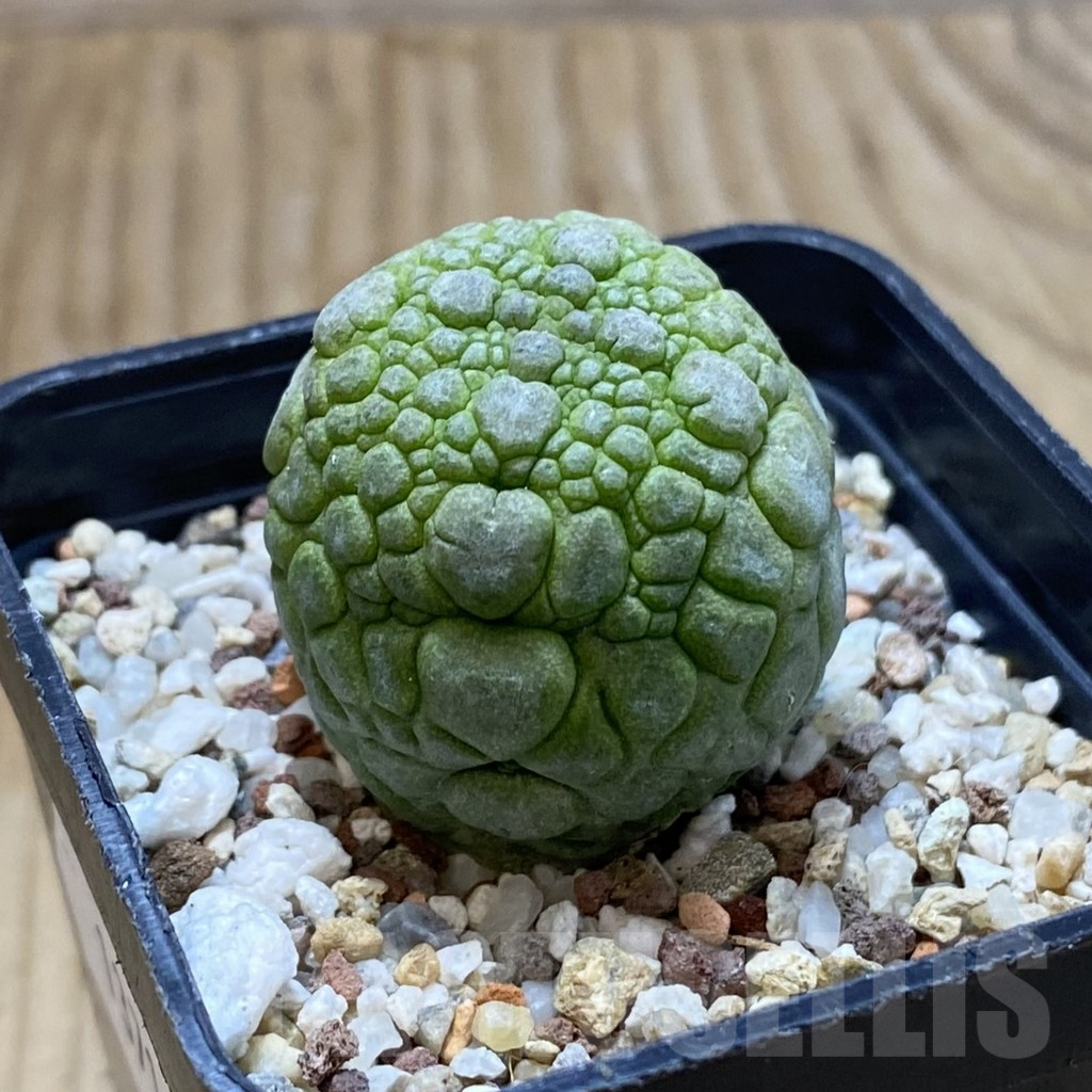 SH13714 Pseudolithos migiurtinus - Image 2
