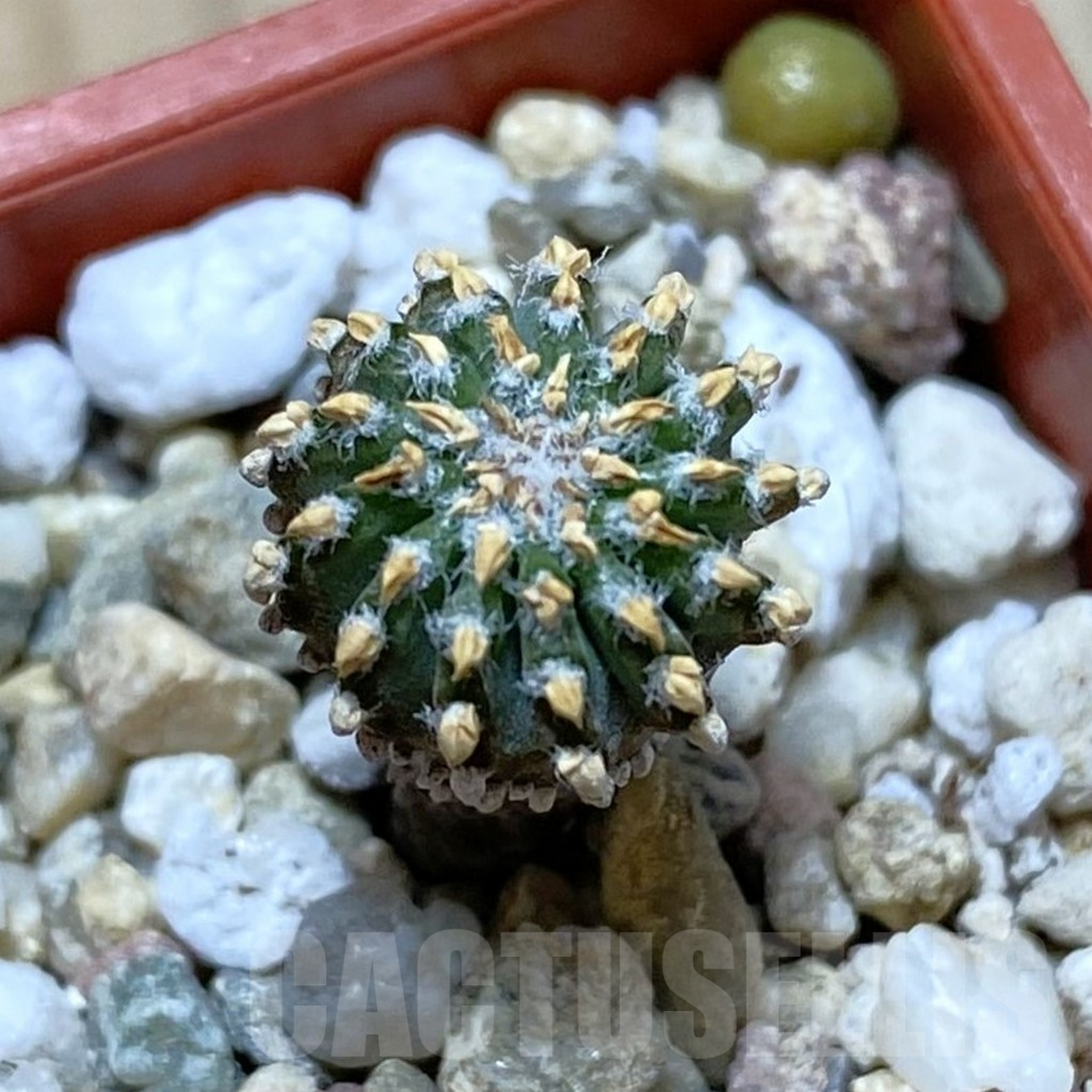 SH13683 Geohintonia neomexicana, seedling