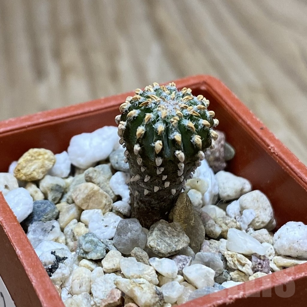 SH13683 Geohintonia neomexicana, seedling - Image 2
