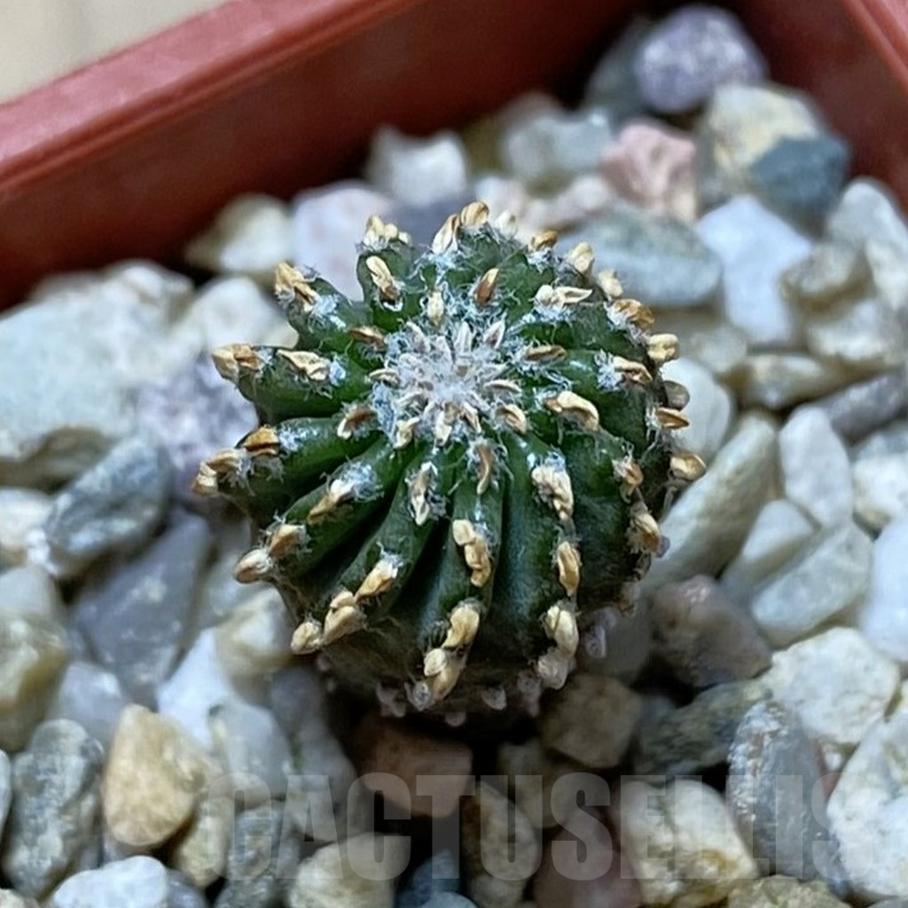 SH13684 Geohintonia neomexicana, seedling