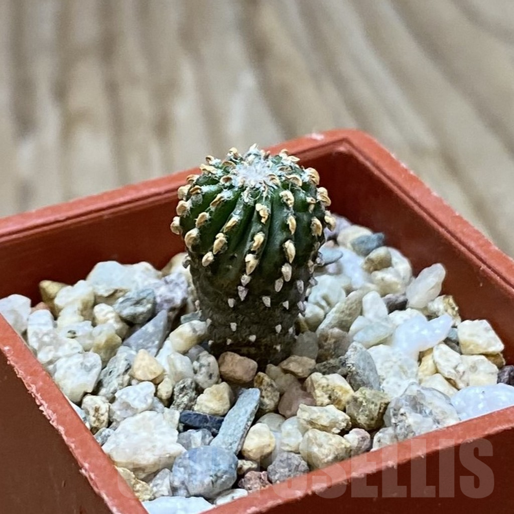 SH13684 Geohintonia neomexicana, seedling - Image 2