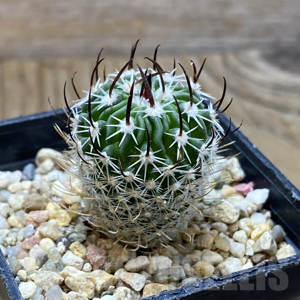 SH13736 Stenocactus phyllacanthus v. violaciflorus SB 438 - Image 2