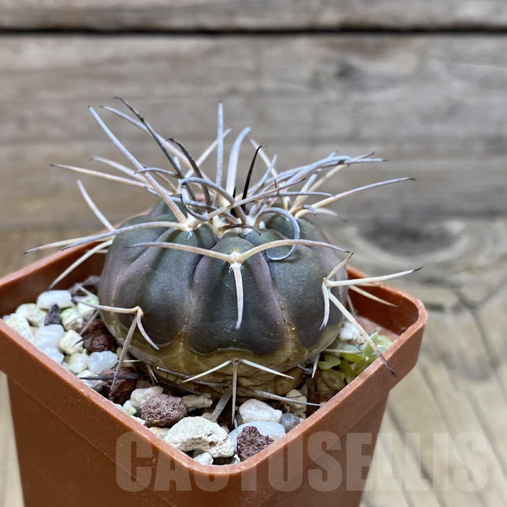 SH13741 Gymnocalycium spegazzinii - Image 2