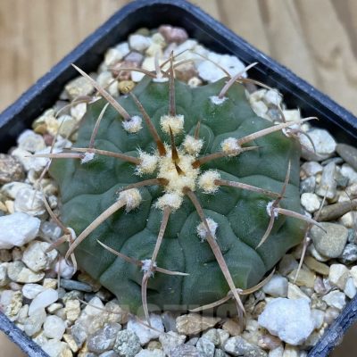 SH13742 Gymnocalycium vatteri -Long spines-