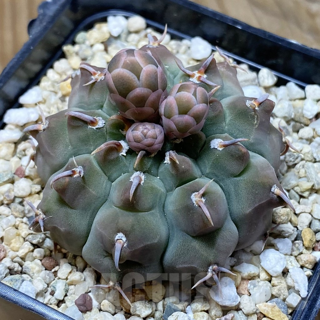 SH13747 Gymnocalycium vatteri v. brevispinus