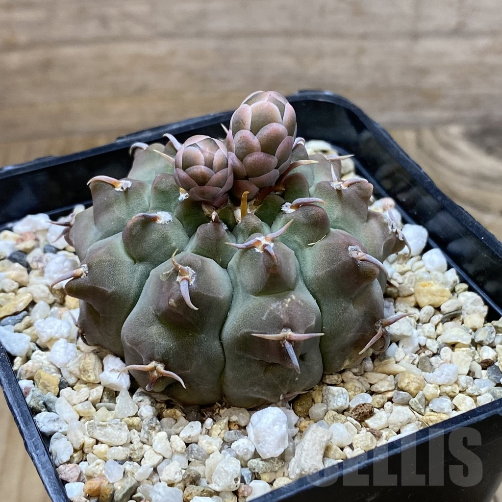 SH13747 Gymnocalycium vatteri v. brevispinus - Image 2