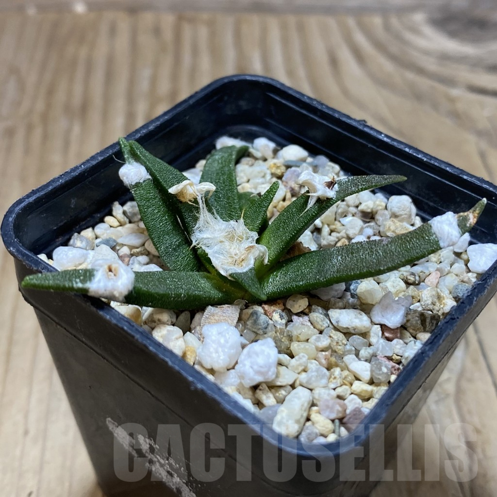 SH13686 Ariocarpus agavoides - Image 2
