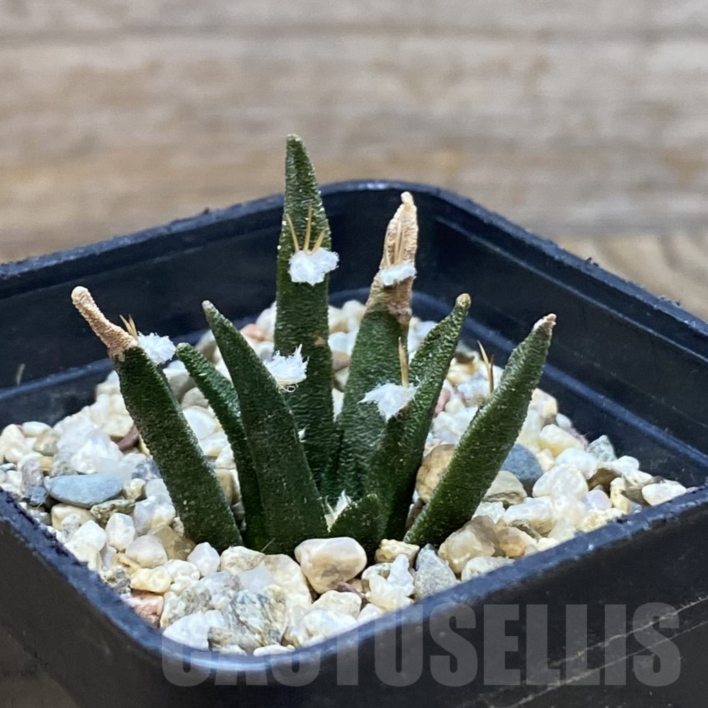 SH13687 Ariocarpus agavoides - Image 2