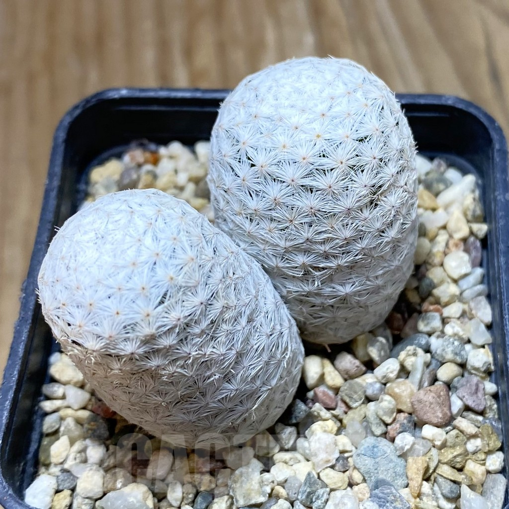 SH13689 Mammillaria herrerae