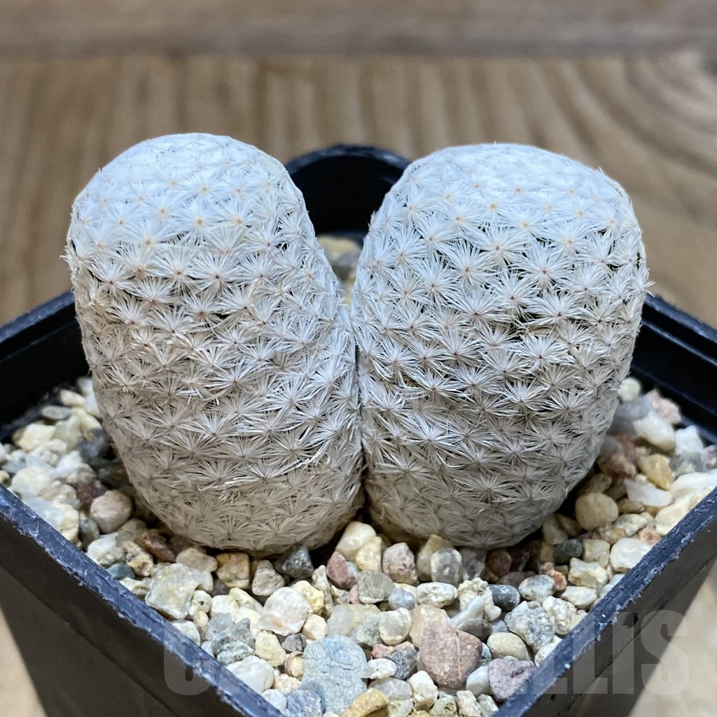 SH13689 Mammillaria herrerae - Image 2