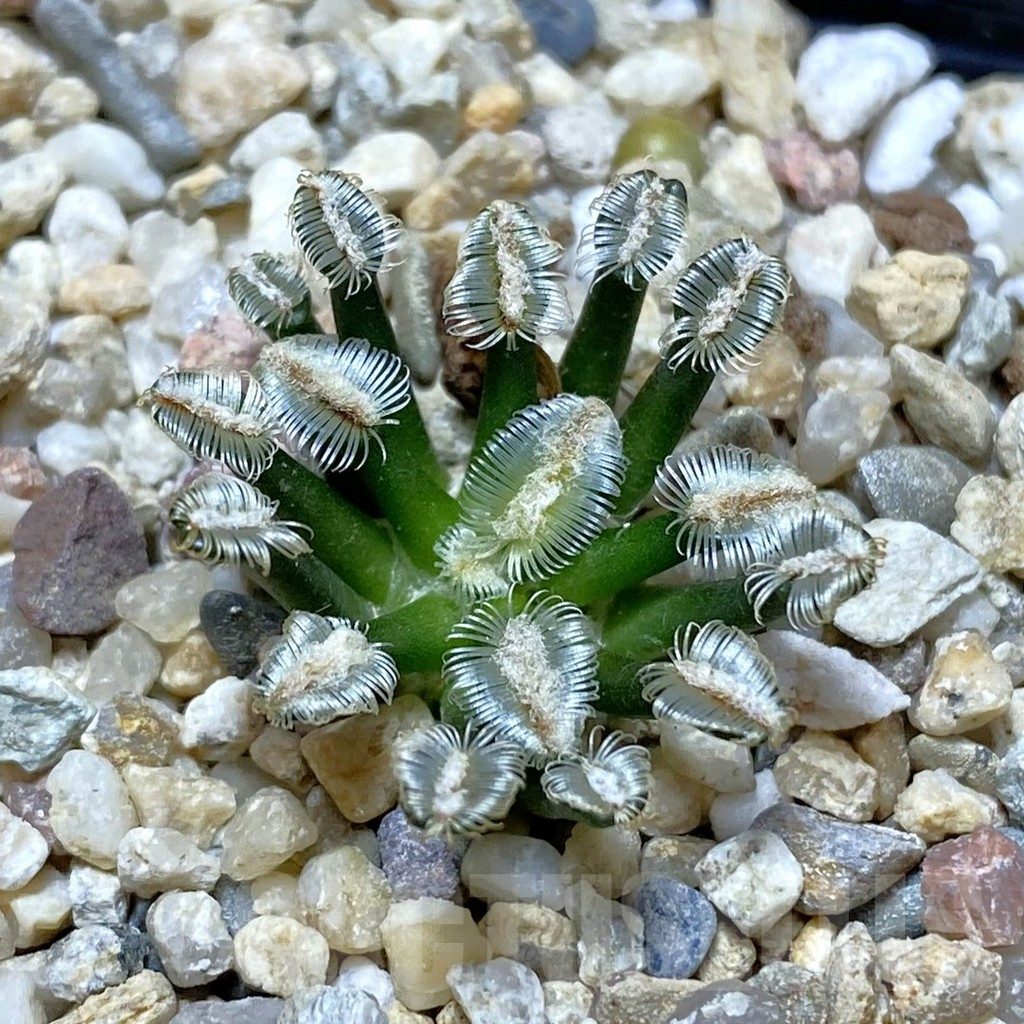 SH13691 Mammillaria bertholdii MB 2296/1016