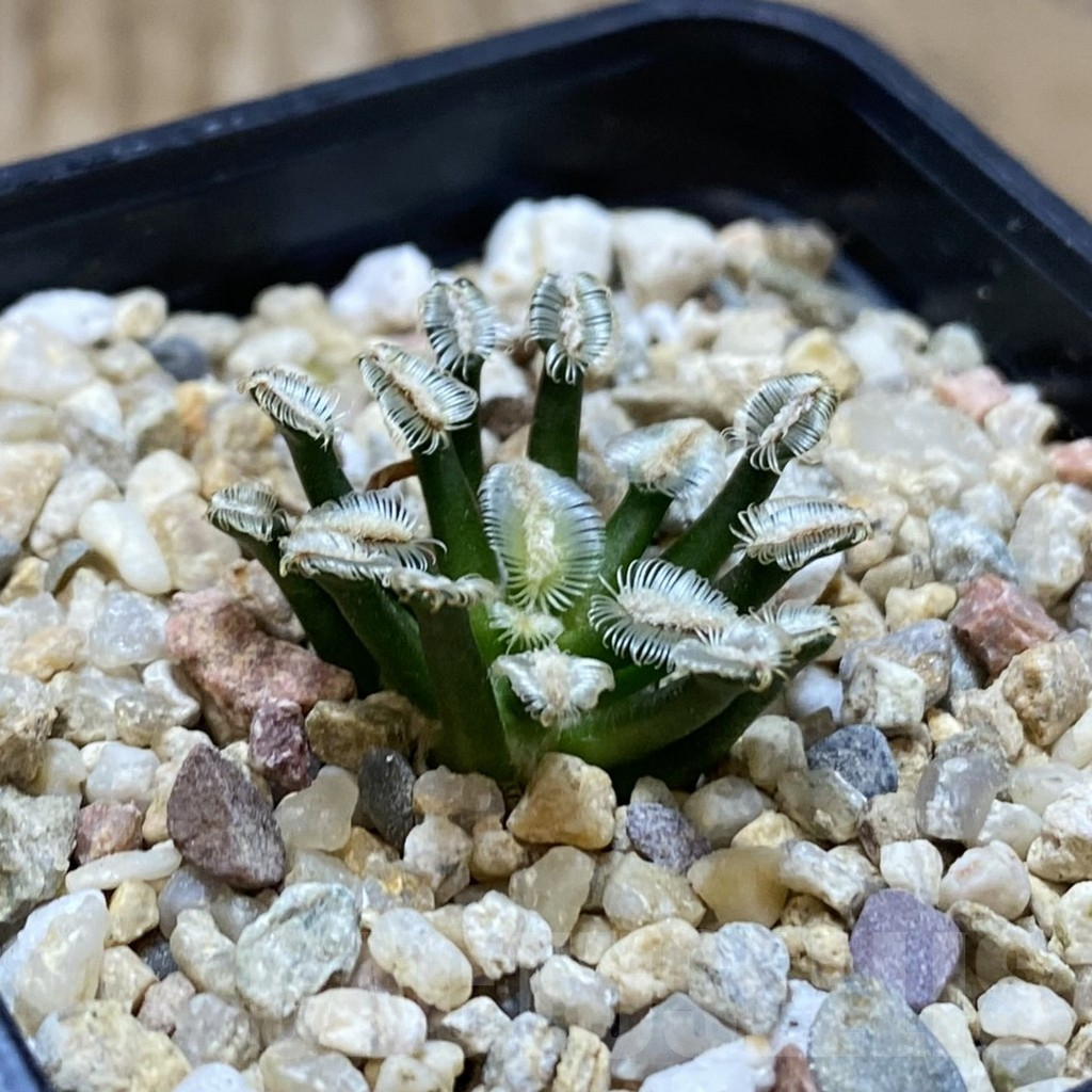 SH13691 Mammillaria bertholdii MB 2296/1016 - Image 2