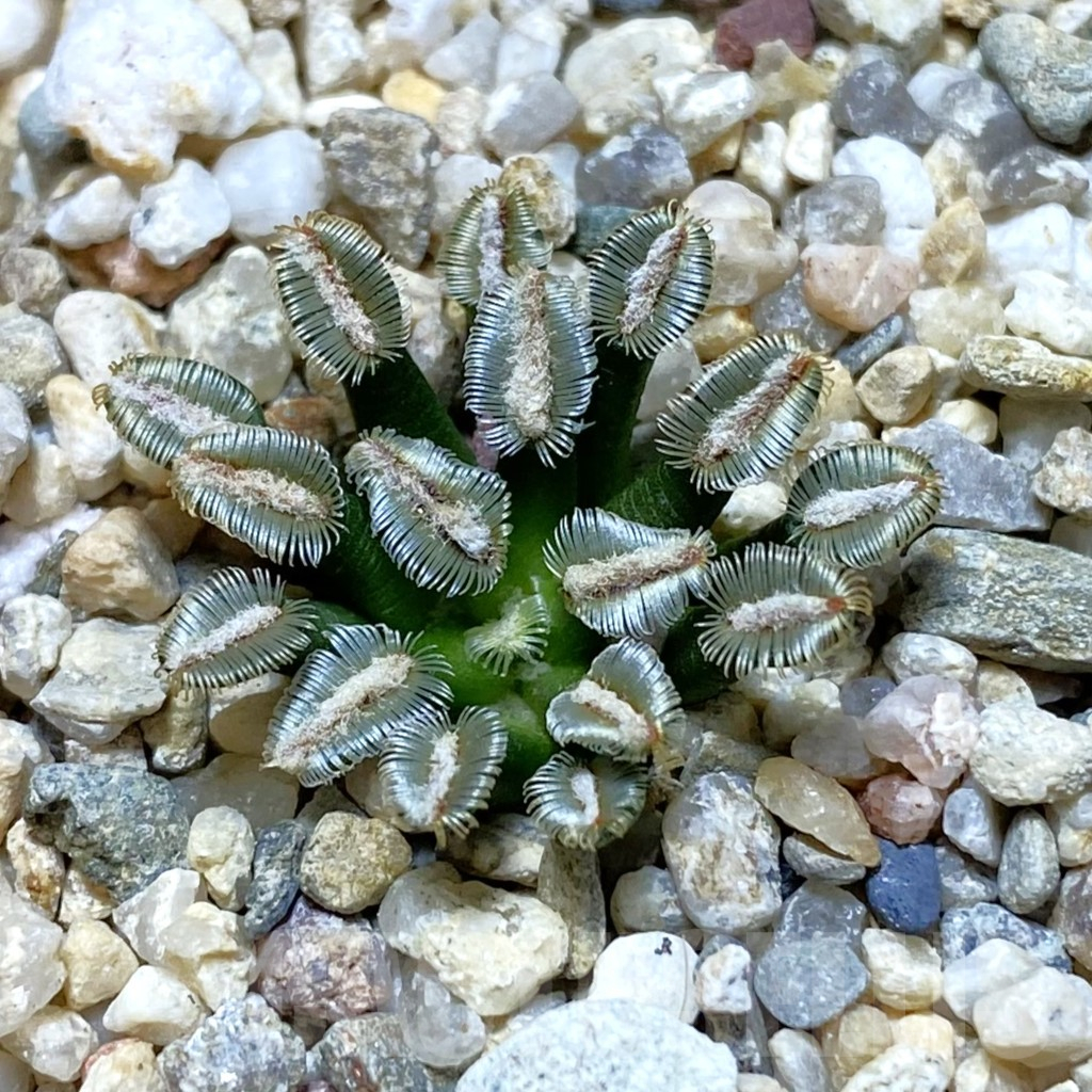 SH13692 Mammillaria bertholdii MB 2296/1016