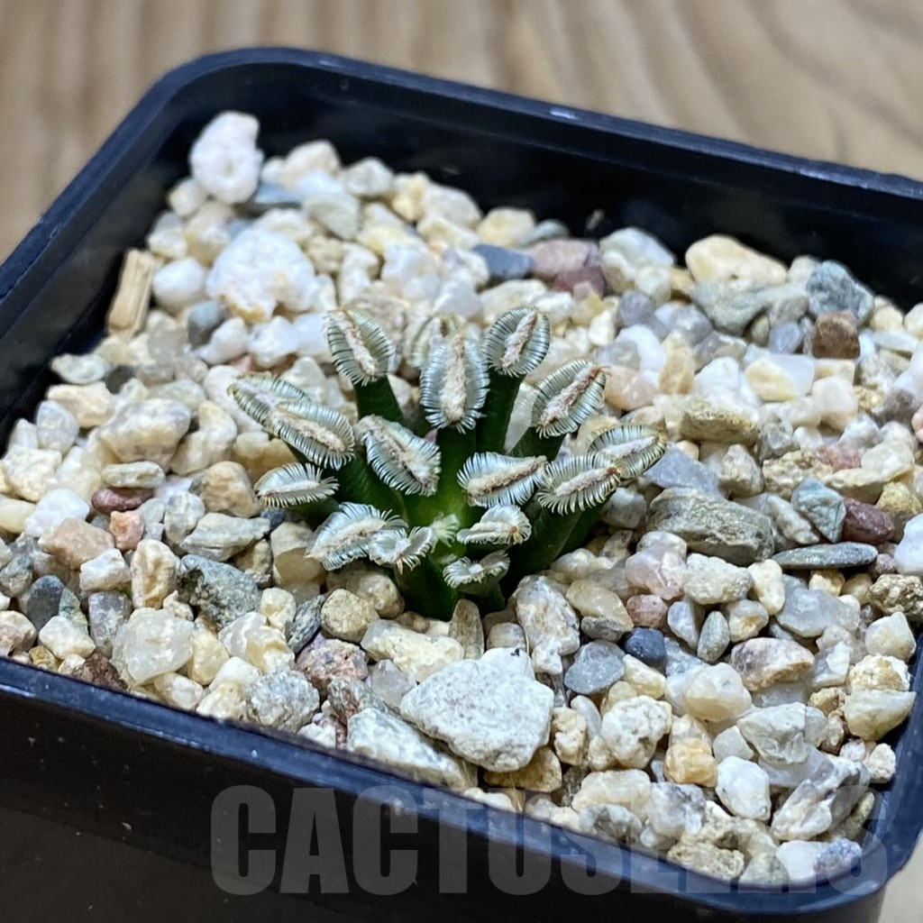 SH13692 Mammillaria bertholdii MB 2296/1016 - Image 2
