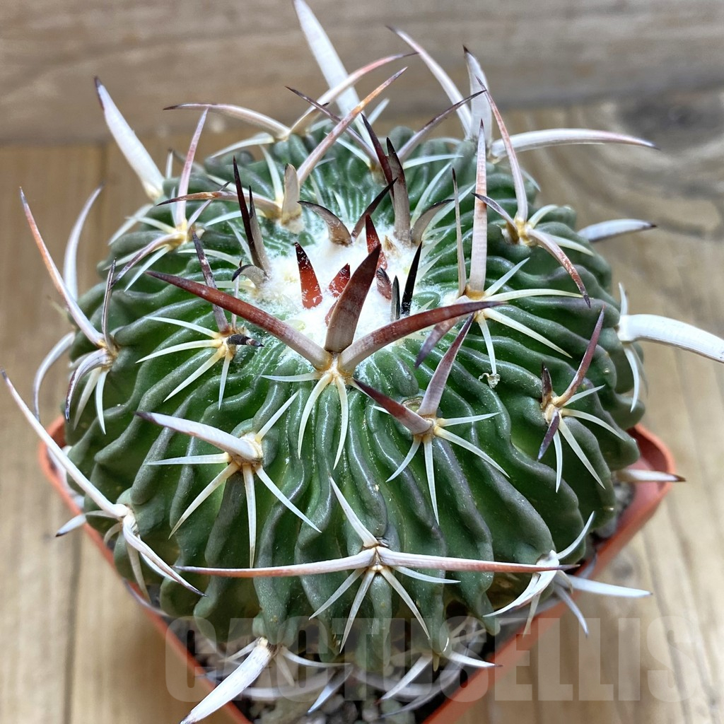 SH13681 Echinofossulocactus crispatus, old 8 years