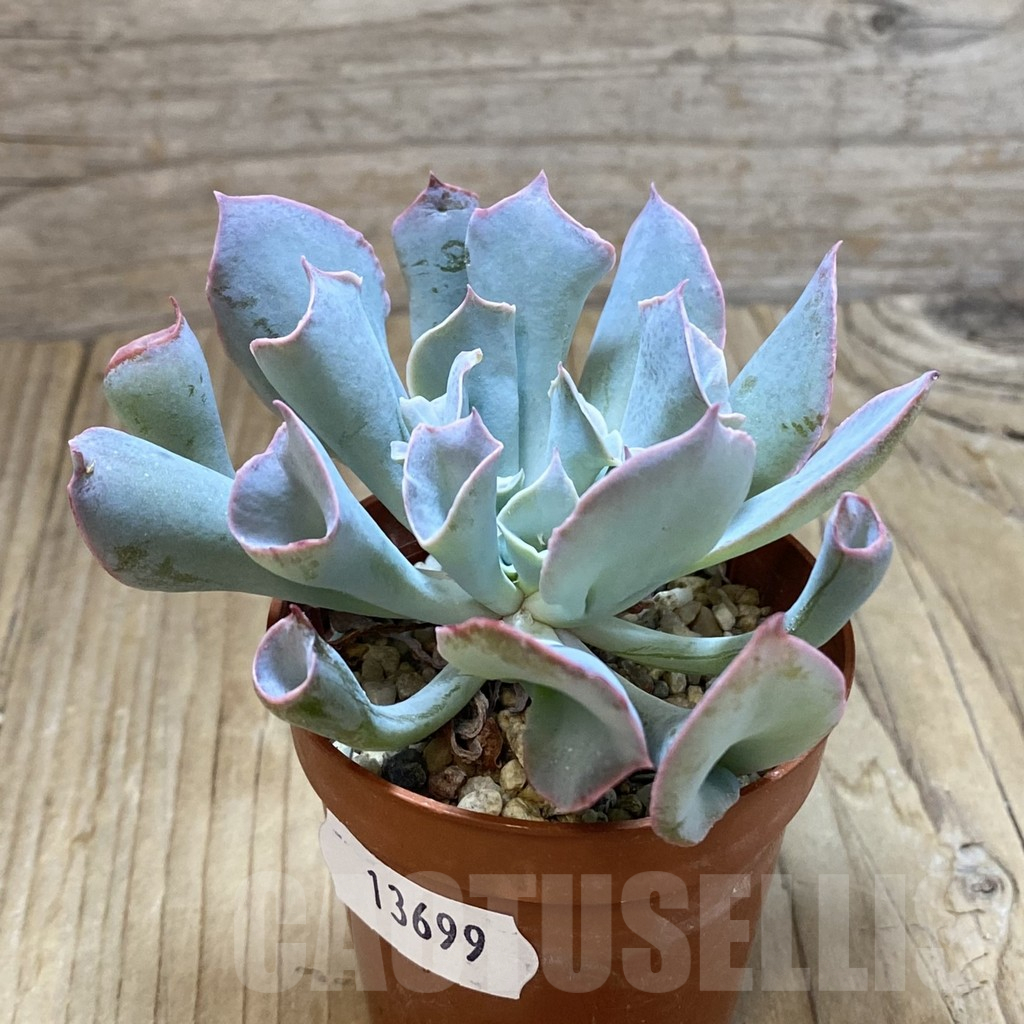 SH13699 Echeveria 'Trumpet' - Image 2